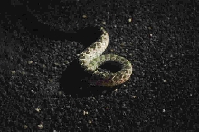 Photos from Snake Days 2012, Sanderson Texas - photo by Jeff Barringer