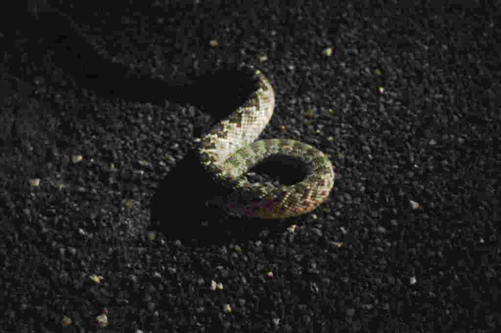 Photos from Snake Days 2012, Sanderson Texas - photo by Jeff Barringer