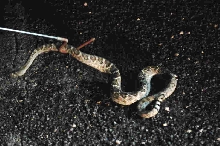 Photos from Snake Days 2012, Sanderson Texas - photo by Jeff Barringer