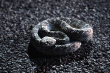 Photos from Snake Days 2012, Sanderson Texas - photo by Jeff Barringer