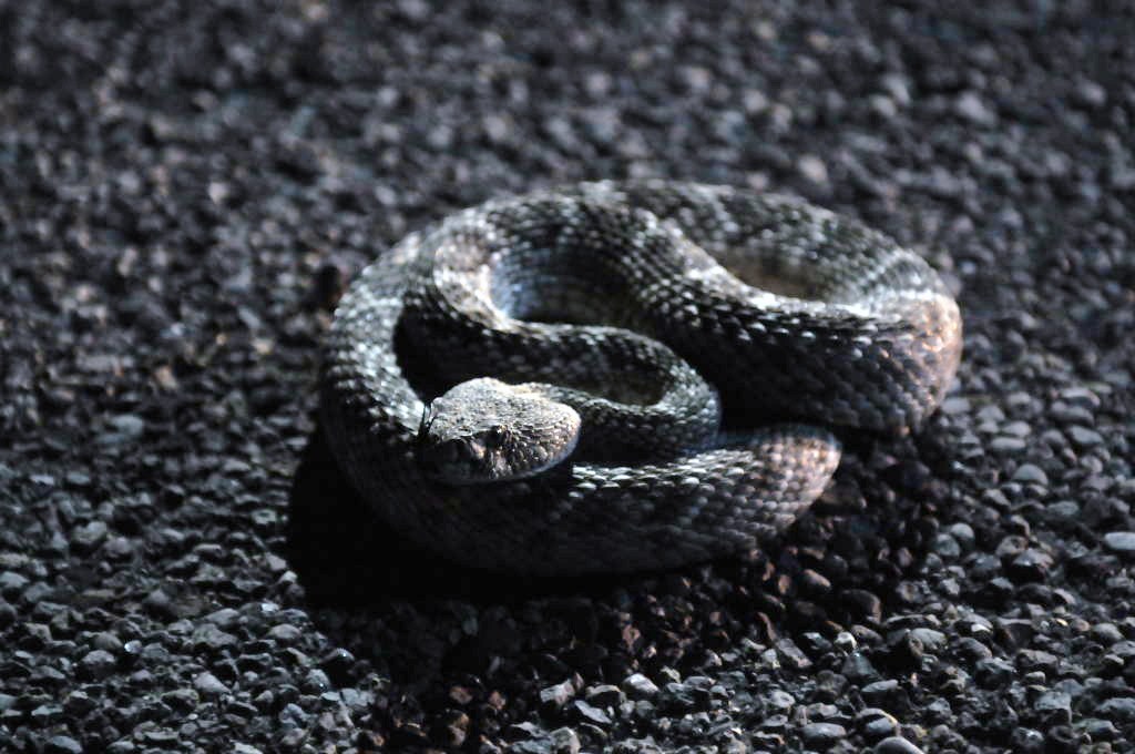 Photos from Snake Days 2012, Sanderson Texas - photo by Jeff Barringer