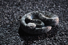 Photos from Snake Days 2012, Sanderson Texas - photo by Jeff Barringer