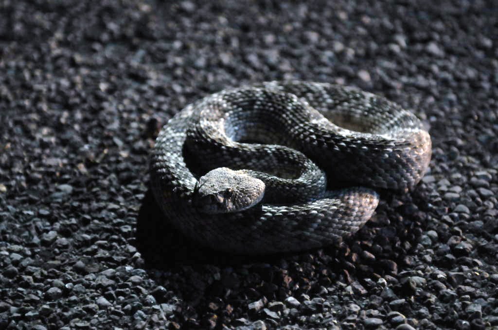 Photos from Snake Days 2012, Sanderson Texas - photo by Jeff Barringer