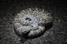 Photos from Snake Days 2012, Sanderson Texas - photo by Jeff Barringer