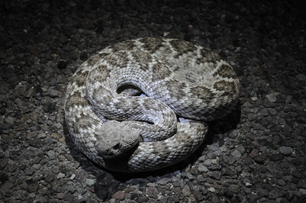 Photos from Snake Days 2012, Sanderson Texas - photo by Jeff Barringer