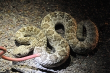 Photos from Snake Days 2012, Sanderson Texas - photo by Jeff Barringer