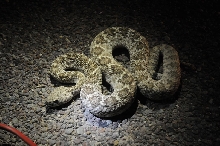 Photos from Snake Days 2012, Sanderson Texas - photo by Jeff Barringer