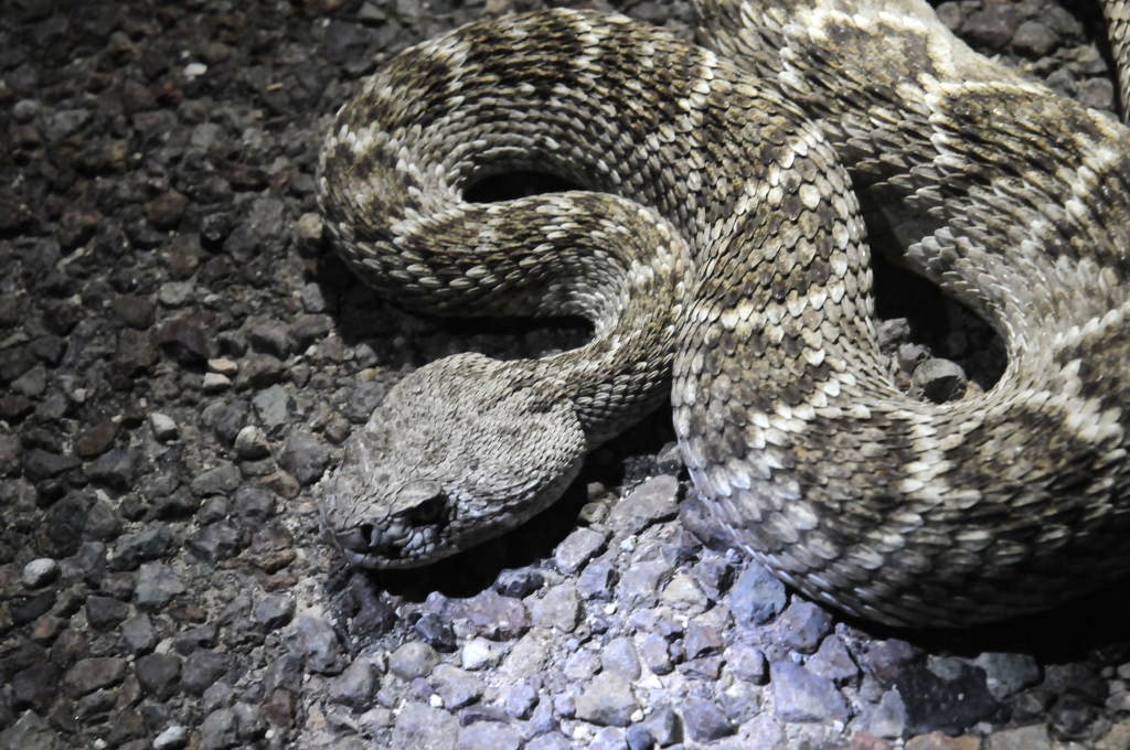 Photos from Snake Days 2012, Sanderson Texas - photo by Jeff Barringer