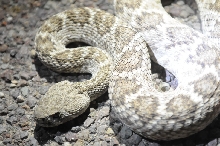 Photos from Snake Days 2012, Sanderson Texas - photo by Jeff Barringer