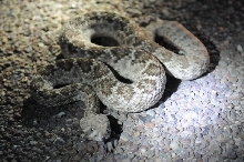 Photos from Snake Days 2012, Sanderson Texas - photo by Jeff Barringer