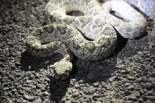 Photos from Snake Days 2012, Sanderson Texas - photo by Jeff Barringer