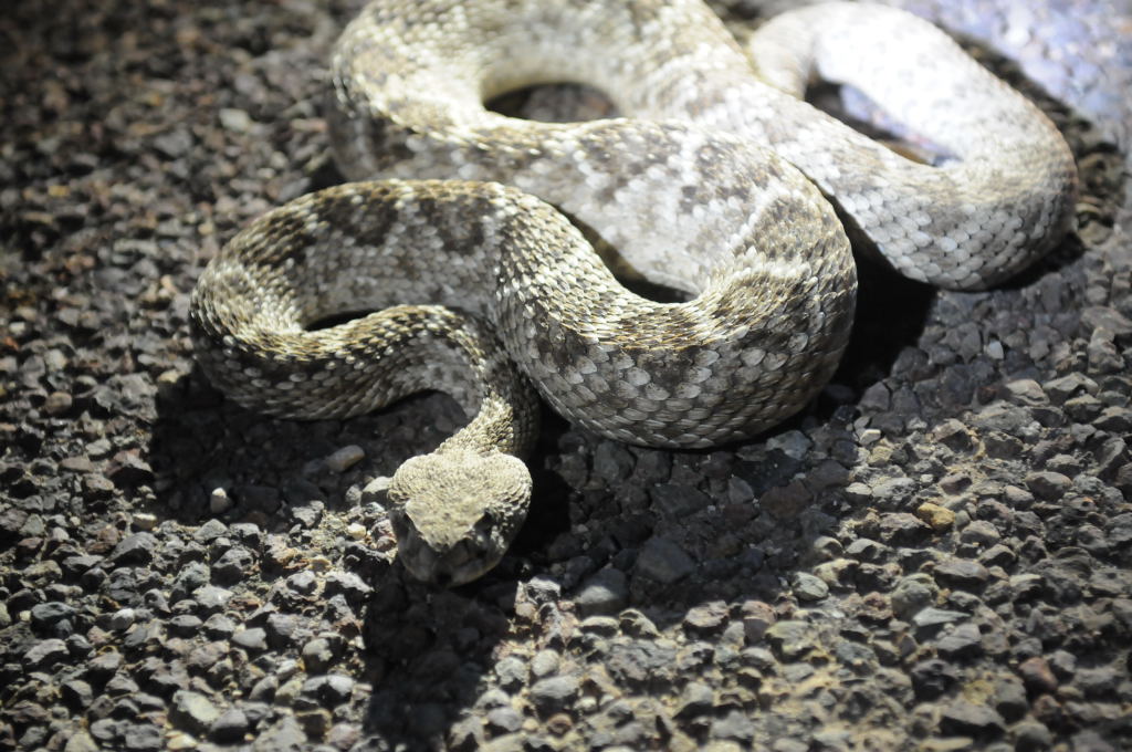 Photos from Snake Days 2012, Sanderson Texas - photo by Jeff Barringer