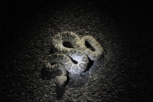 Photos from Snake Days 2012, Sanderson Texas - photo by Jeff Barringer