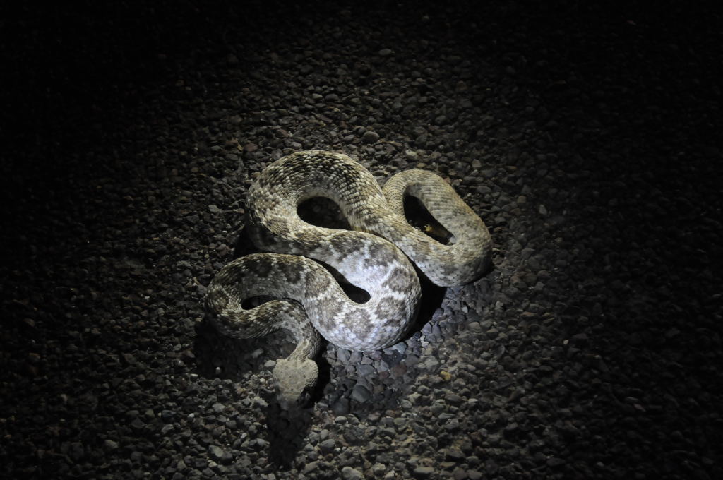 Photos from Snake Days 2012, Sanderson Texas - photo by Jeff Barringer
