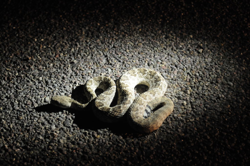 Photos from Snake Days 2012, Sanderson Texas - photo by Jeff Barringer