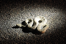 Photos from Snake Days 2012, Sanderson Texas - photo by Jeff Barringer