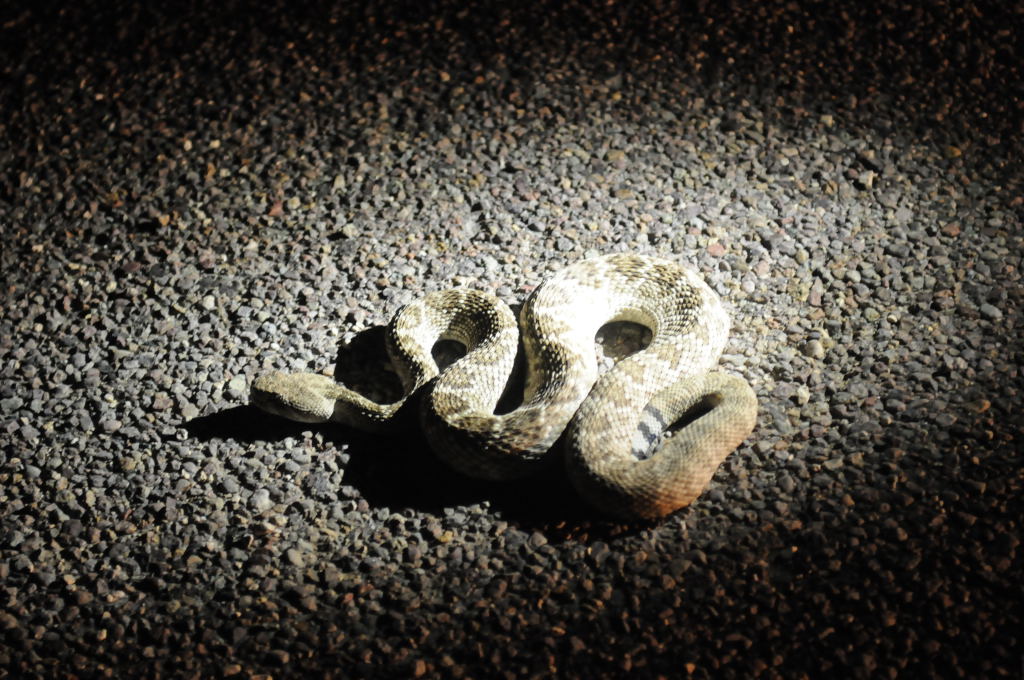 Photos from Snake Days 2012, Sanderson Texas - photo by Jeff Barringer