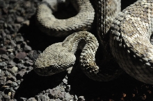 Photos from Snake Days 2012, Sanderson Texas - photo by Jeff Barringer