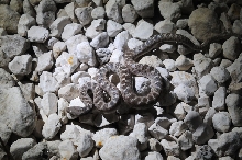 Photos from Snake Days 2012, Sanderson Texas - photo by Jeff Barringer