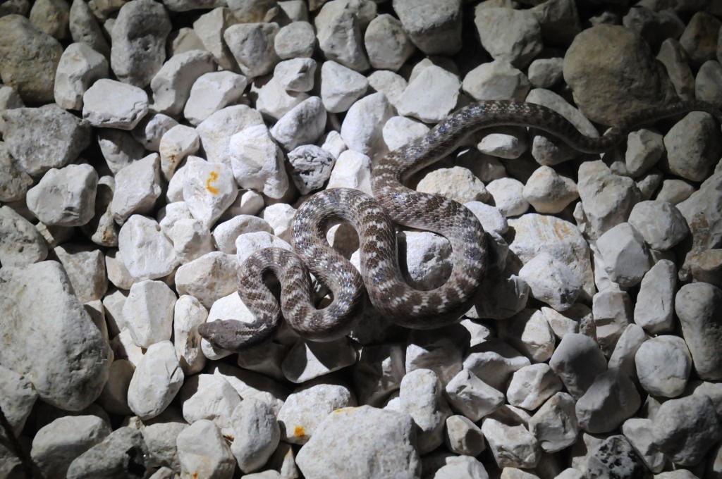 Photos from Snake Days 2012, Sanderson Texas - photo by Jeff Barringer