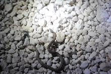 Photos from Snake Days 2012, Sanderson Texas - photo by Jeff Barringer