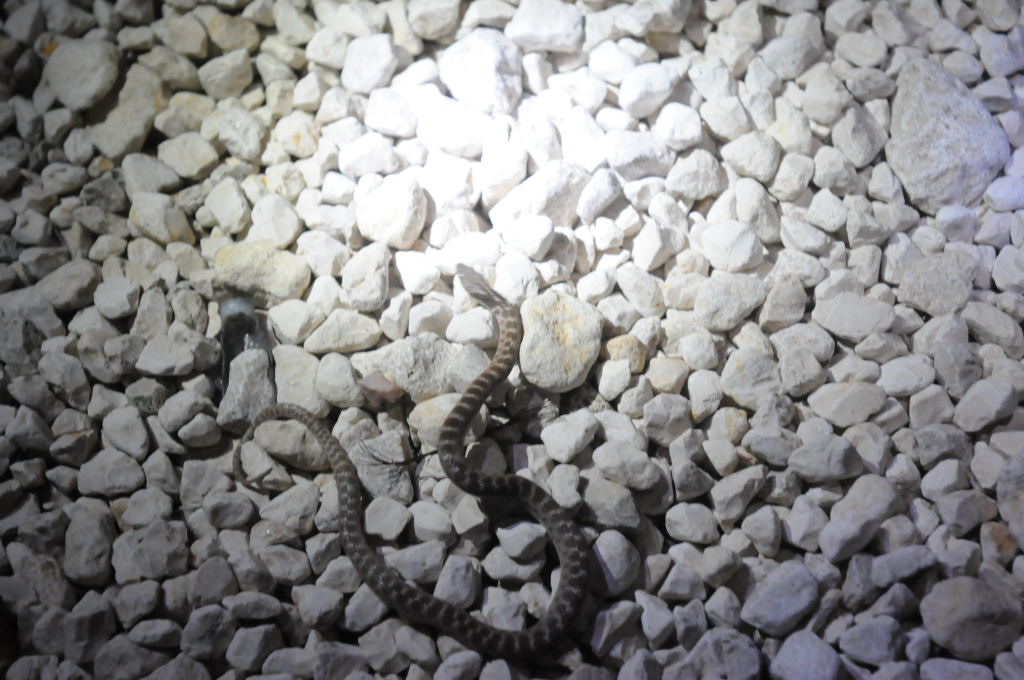 Photos from Snake Days 2012, Sanderson Texas - photo by Jeff Barringer