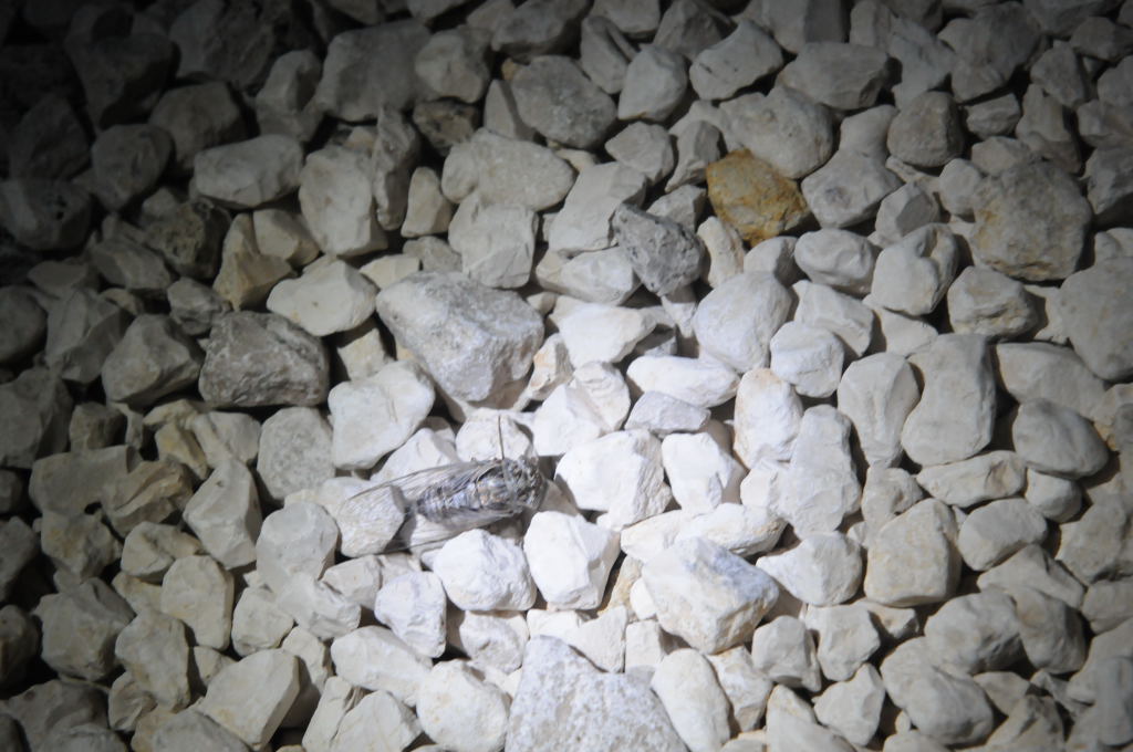 Photos from Snake Days 2012, Sanderson Texas - photo by Jeff Barringer