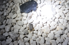 Photos from Snake Days 2012, Sanderson Texas - photo by Jeff Barringer