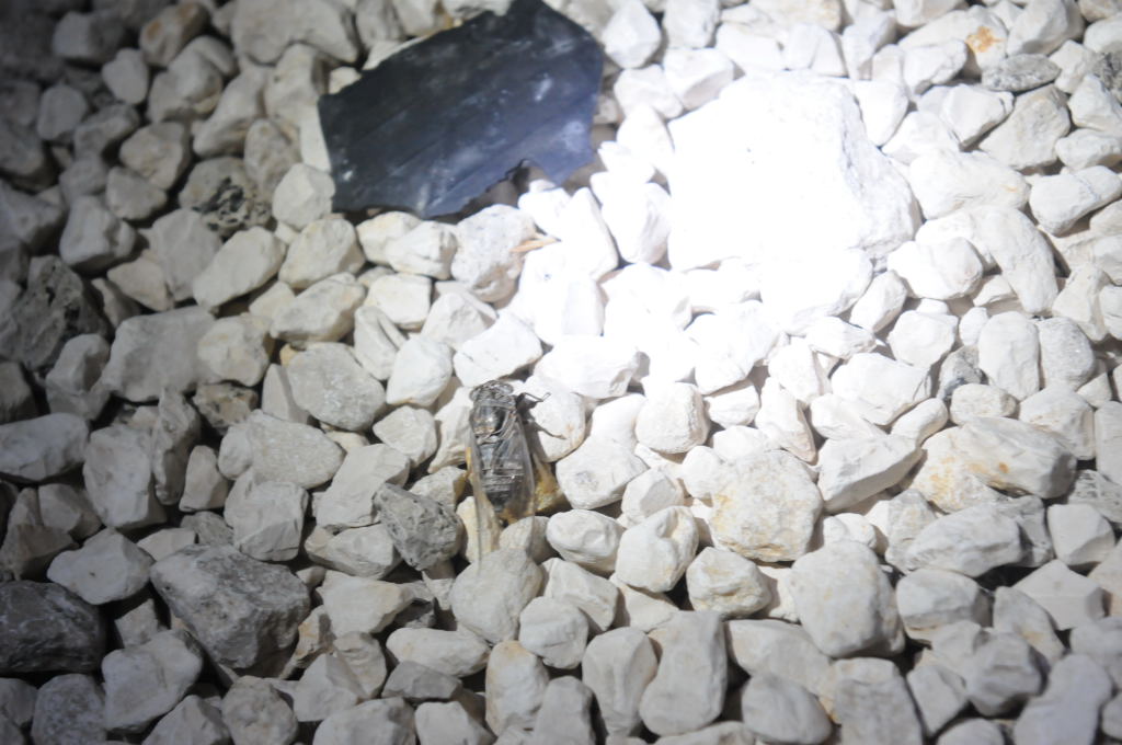 Photos from Snake Days 2012, Sanderson Texas - photo by Jeff Barringer