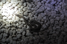 Photos from Snake Days 2012, Sanderson Texas - photo by Jeff Barringer