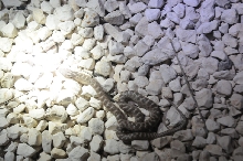 Photos from Snake Days 2012, Sanderson Texas - photo by Jeff Barringer
