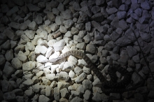Photos from Snake Days 2012, Sanderson Texas - photo by Jeff Barringer