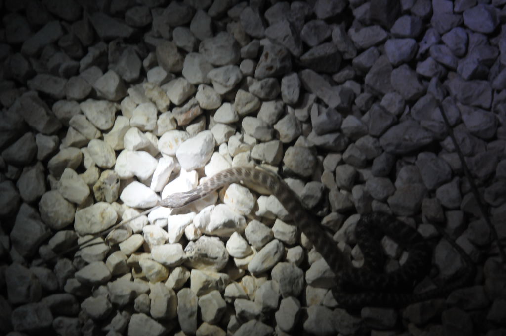 Photos from Snake Days 2012, Sanderson Texas - photo by Jeff Barringer