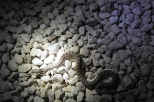 Photos from Snake Days 2012, Sanderson Texas - photo by Jeff Barringer