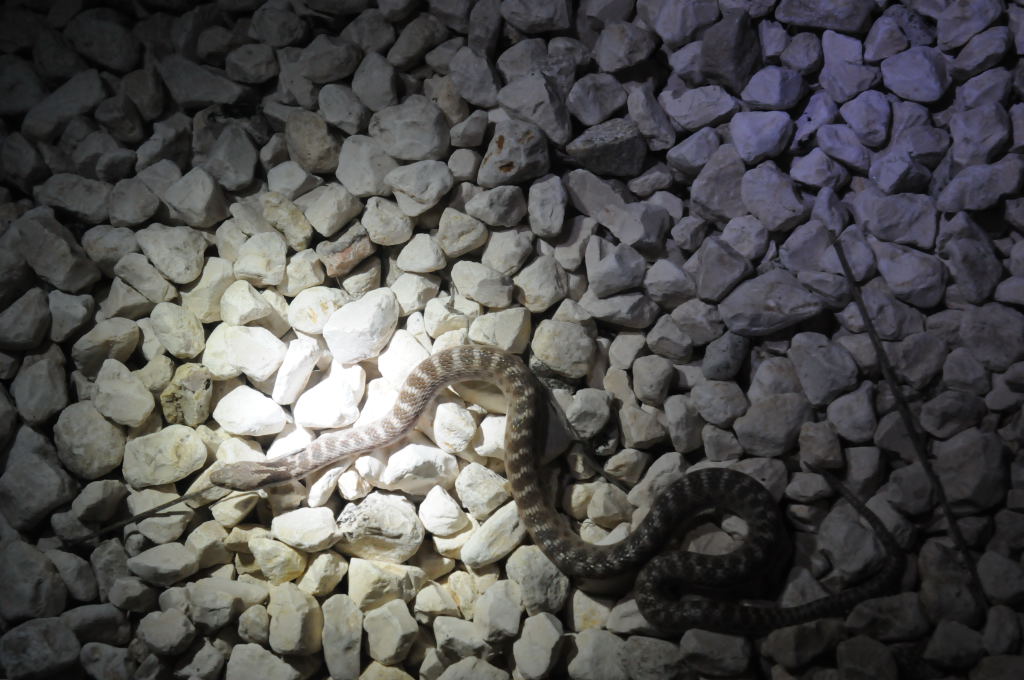Photos from Snake Days 2012, Sanderson Texas - photo by Jeff Barringer