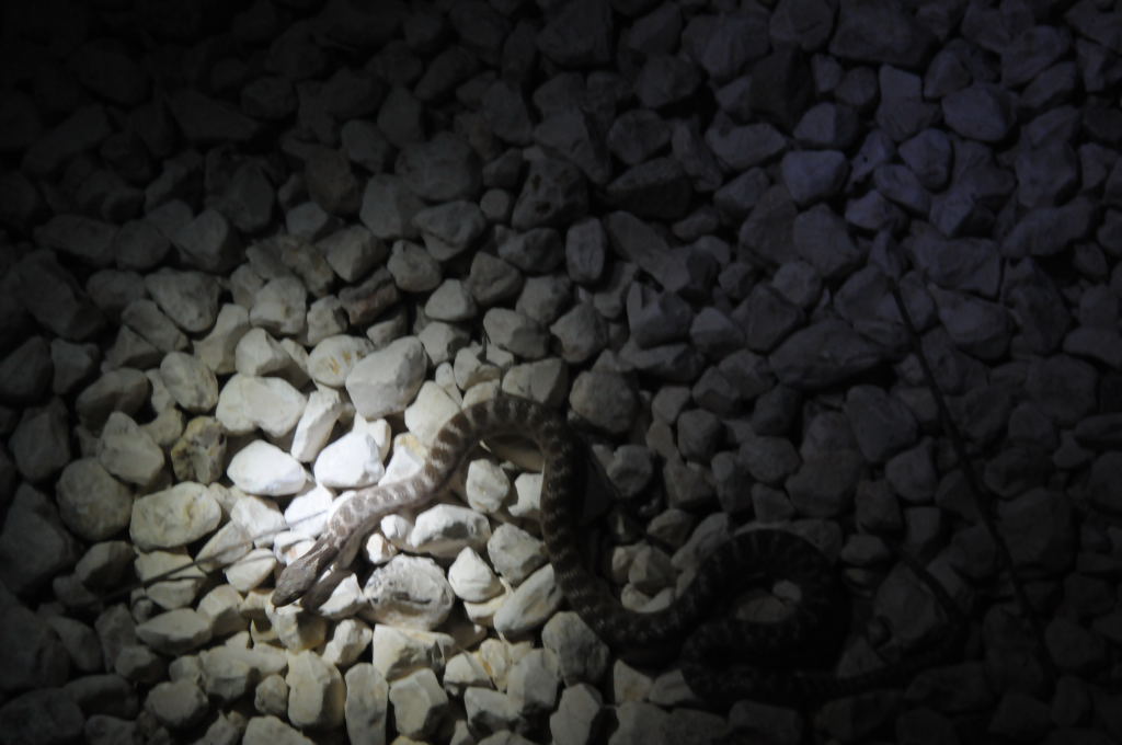 Photos from Snake Days 2012, Sanderson Texas - photo by Jeff Barringer