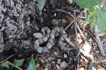 Photos from Snake Days 2012, Sanderson Texas - photo by Jeff Barringer