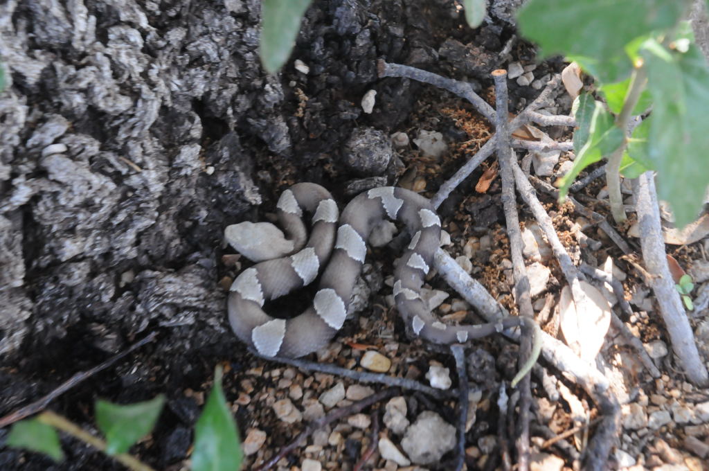 Photos from Snake Days 2012, Sanderson Texas - photo by Jeff Barringer