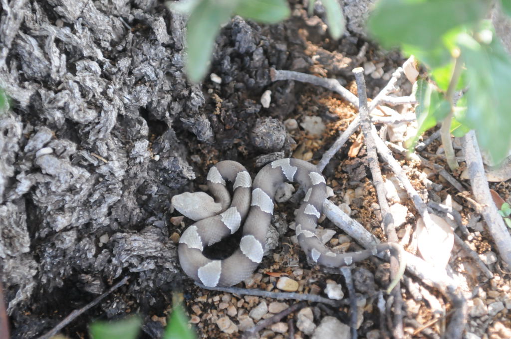 Photos from Snake Days 2012, Sanderson Texas - photo by Jeff Barringer