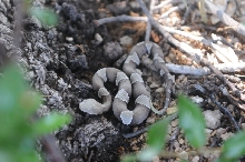 Photos from Snake Days 2012, Sanderson Texas - photo by Jeff Barringer