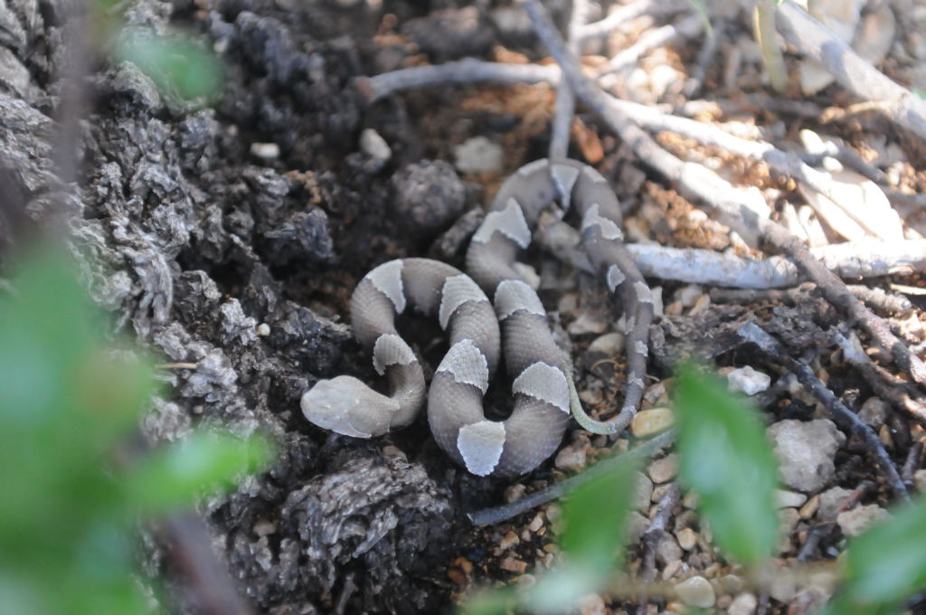 Photos from Snake Days 2012, Sanderson Texas - photo by Jeff Barringer
