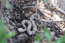 Photos from Snake Days 2012, Sanderson Texas - photo by Jeff Barringer