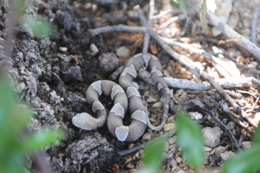 Photos from Snake Days 2012, Sanderson Texas - photo by Jeff Barringer