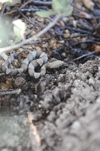 Photos from Snake Days 2012, Sanderson Texas - photo by Jeff Barringer