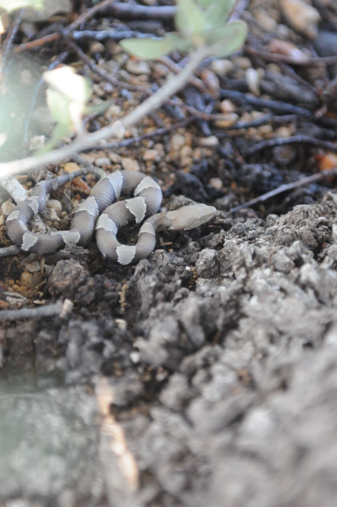 Photos from Snake Days 2012, Sanderson Texas - photo by Jeff Barringer