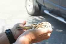 Photos from Snake Days 2012, Sanderson Texas - photo by Jeff Barringer