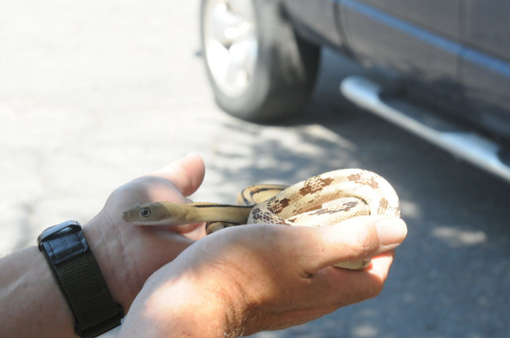 Photos from Snake Days 2012, Sanderson Texas - photo by Jeff Barringer