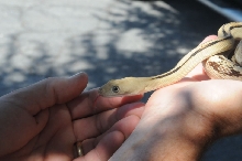 Photos from Snake Days 2012, Sanderson Texas - photo by Jeff Barringer