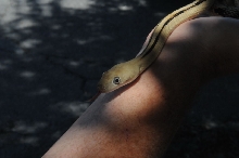 Photos from Snake Days 2012, Sanderson Texas - photo by Jeff Barringer