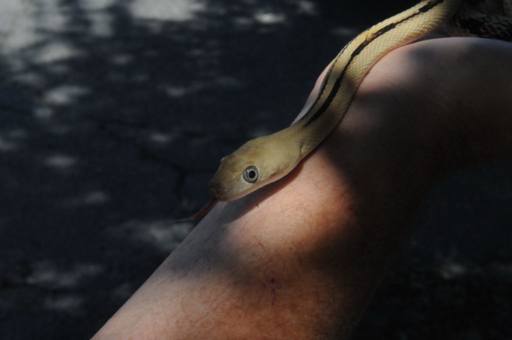 Photos from Snake Days 2012, Sanderson Texas - photo by Jeff Barringer
